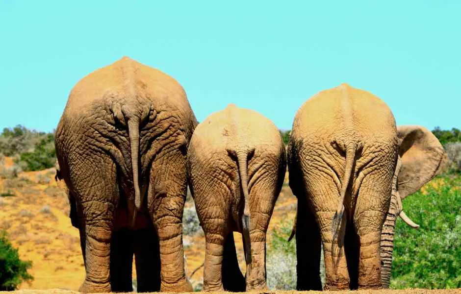 How Big is Your But?