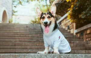 dog on steps to demonstrate procedure of going step by step